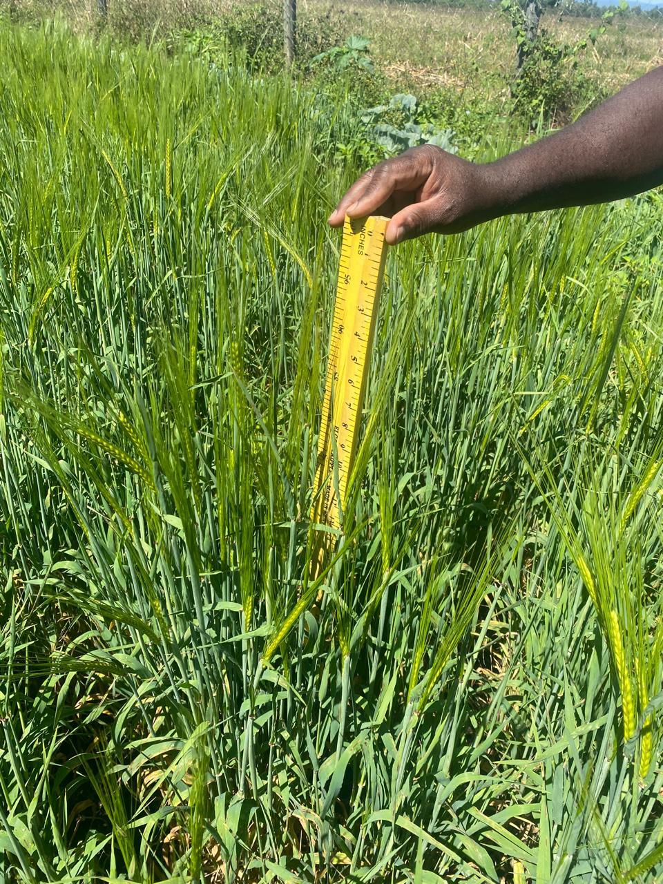 Green wheat crop