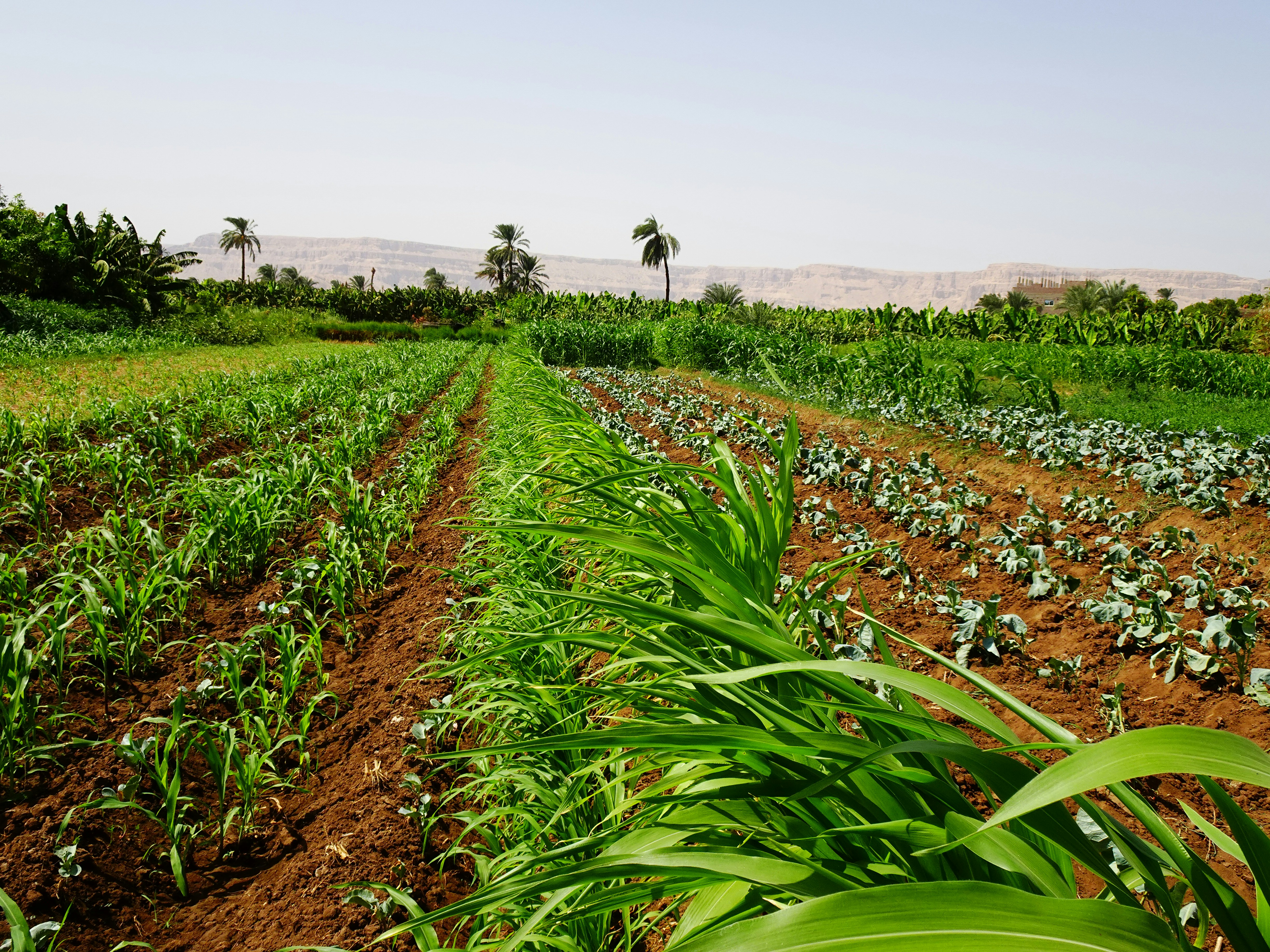 Maize and leafy vegetable rows on a farm with banana and palm trees