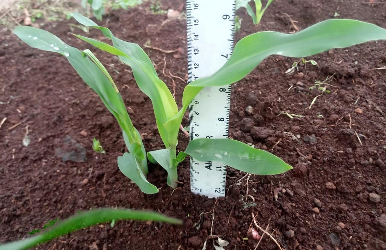 Maize plant in a trial plot