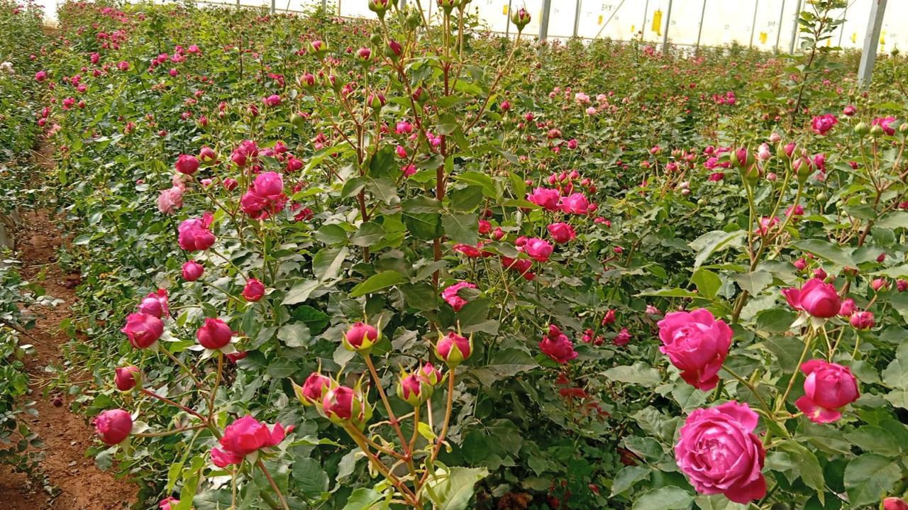 Pink flowers in the field