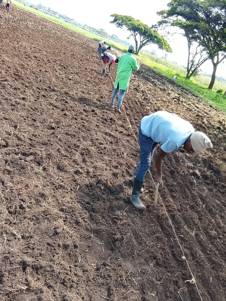 Team planting in the field