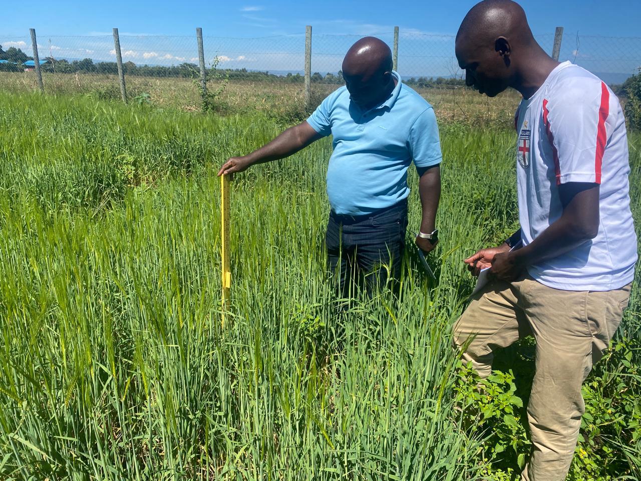 Wheat site visit in the field