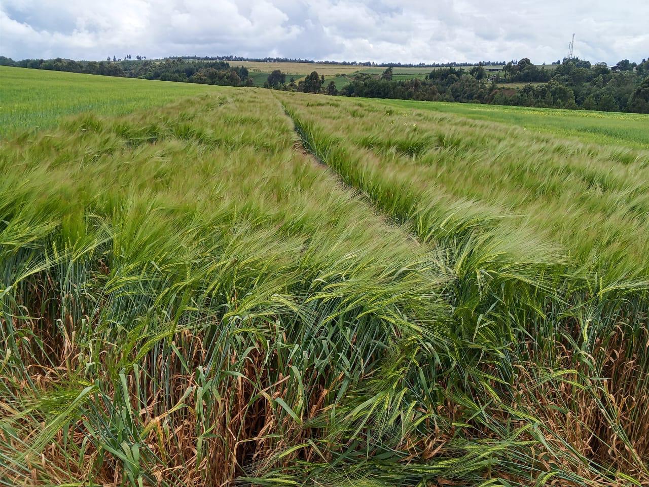 Wheat crop